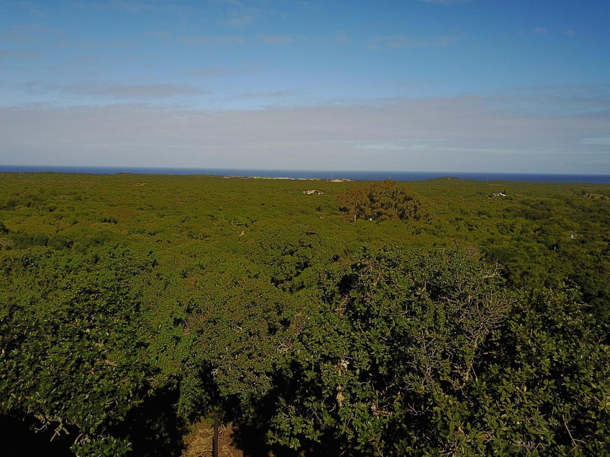 Treetop